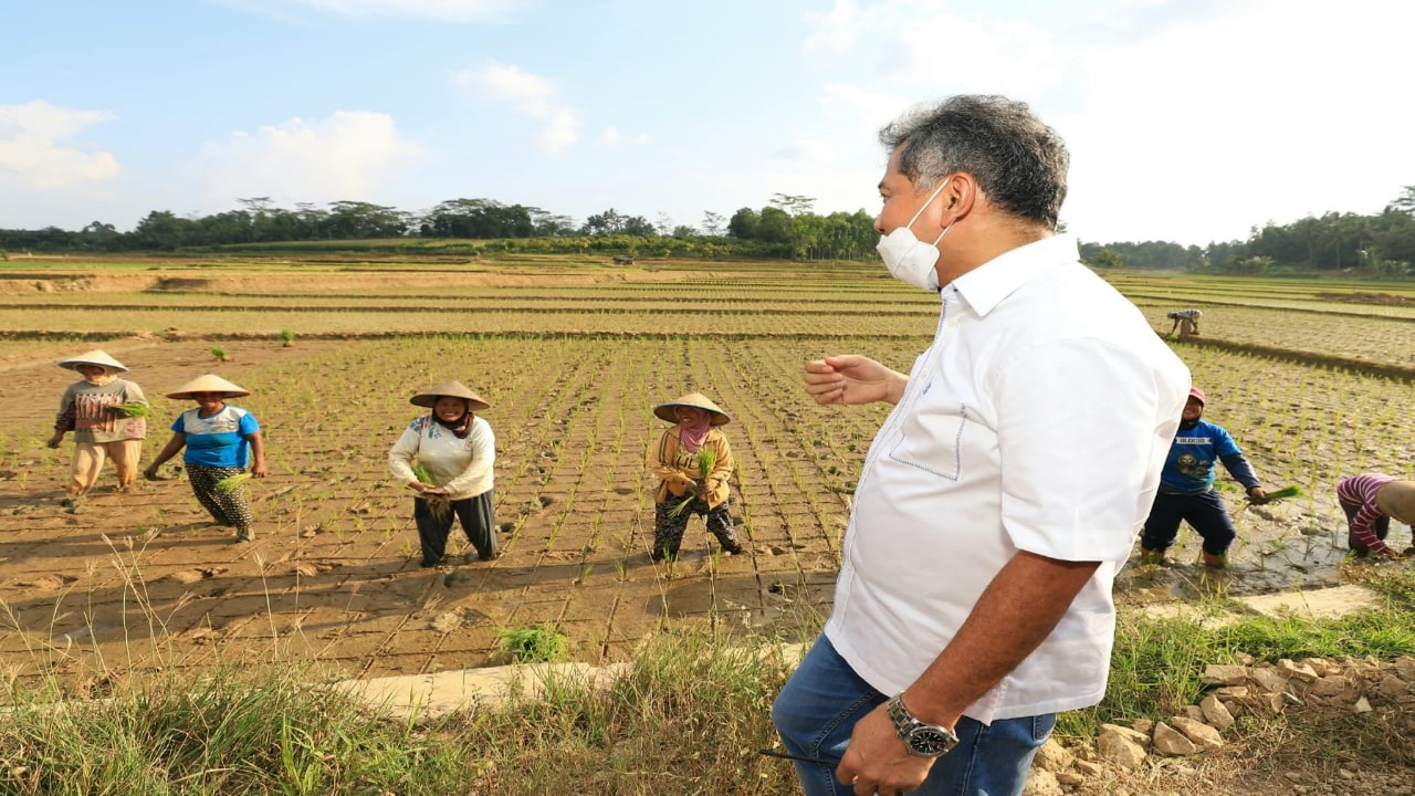 Direktur Utama BRI Sunarso meninjau para petani.