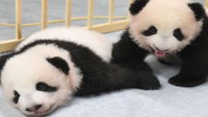 Bayi Panda Kembar-1633762899
