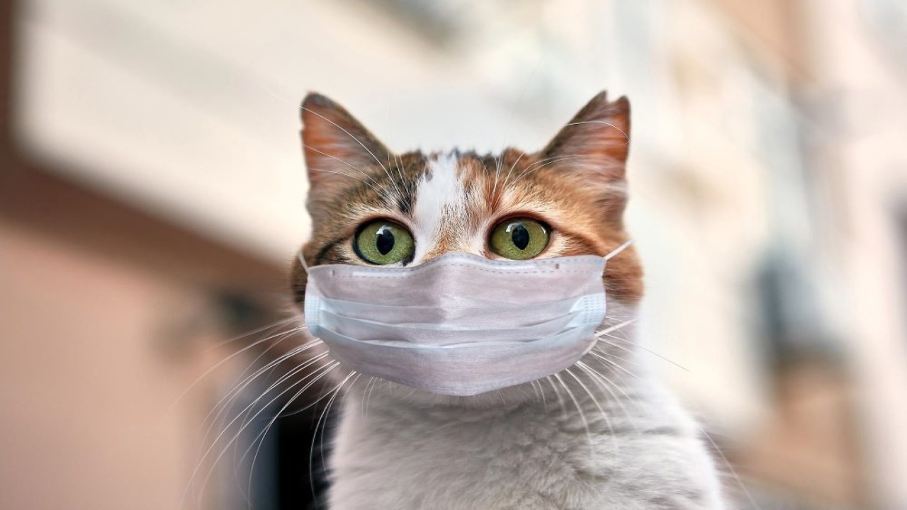 Ilustrasi kucing terinfeksi Covid-19. (SciTechDaily)
