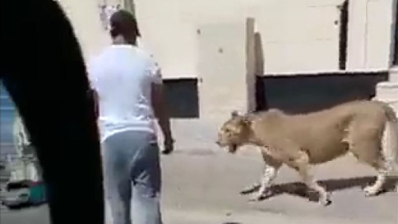 Singa betina berkeliaran di jalanan kota di Arab Saudi. (Gulf News)
