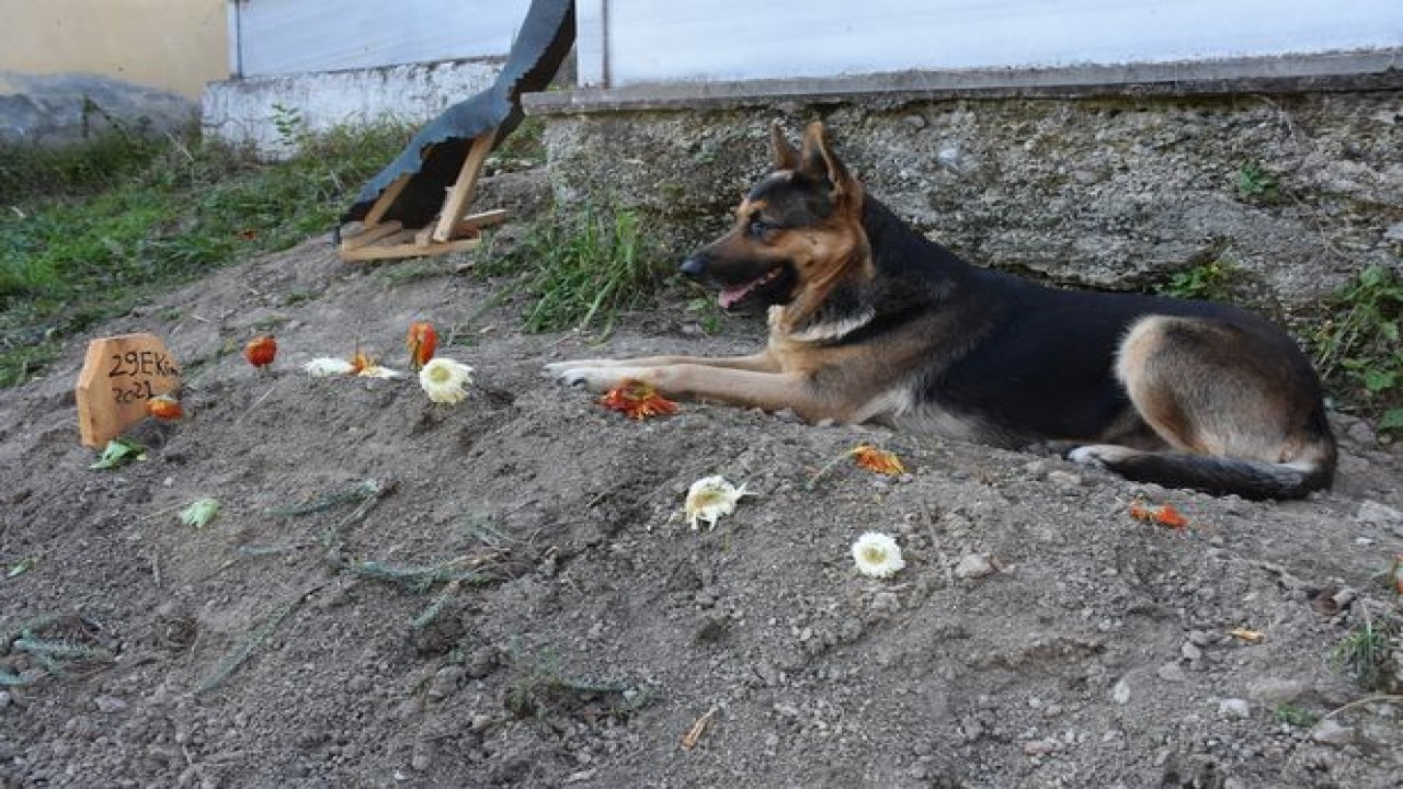 Anjing yang rutin kunjungi makam mendiang pemiliknya. (Daily Star)