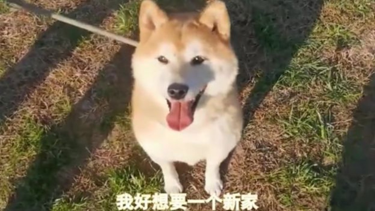Anjing dari ras Shiba Inu. (BBC)