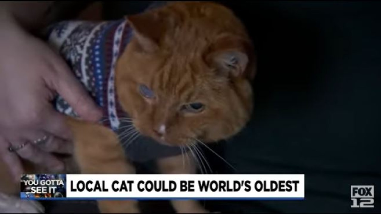 Samm kemungkinan menjadi kucing tertua di dunia yang masih hidup. (Tangkapan layar/UPI)