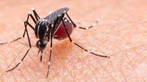 Nyamuk hewan yang menularkan virus Zika-1636465187