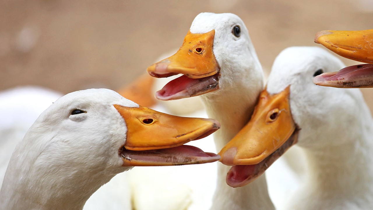Wabah flu burung telah terdeteksi di sebuah peternakan bebek di wilayah Landes Prancis. (Istimewa)