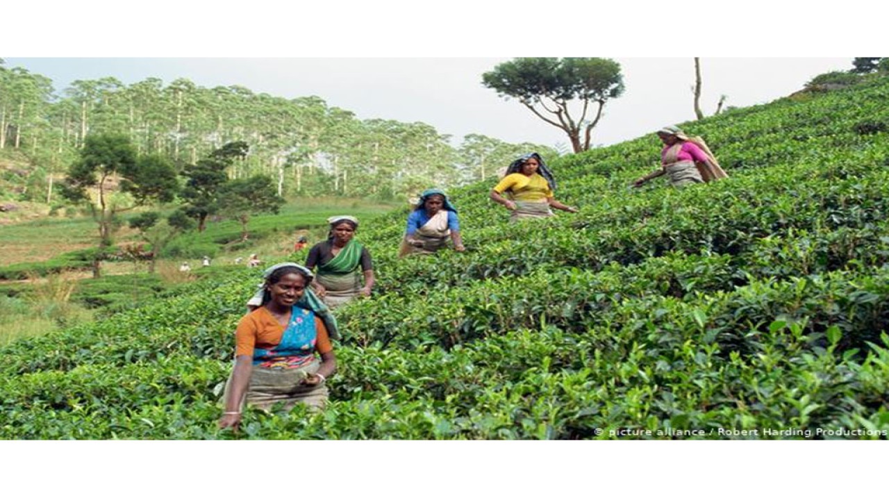 Para perempuan Sri Lanka sedang bekerja memetik daun teh/ist