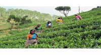 Para perempuan Sri Lanka sedang bekerja memetik daun teh-1640242927