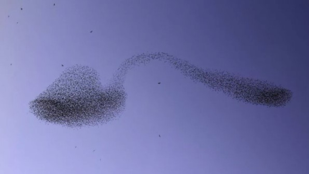Burung-burung jalak ini kerap membentuk formasi yang tidak biasa. (Albert Keshet via Live Science)
