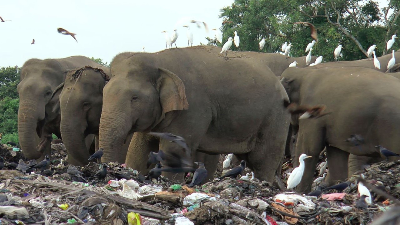 Gajah liar mengais makanan di tempat pembuangan sampah terbuka. (AP)
