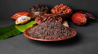 Kakao fermentasi asal Bali diminati AS dan beberapa negara Eropa-1641042250