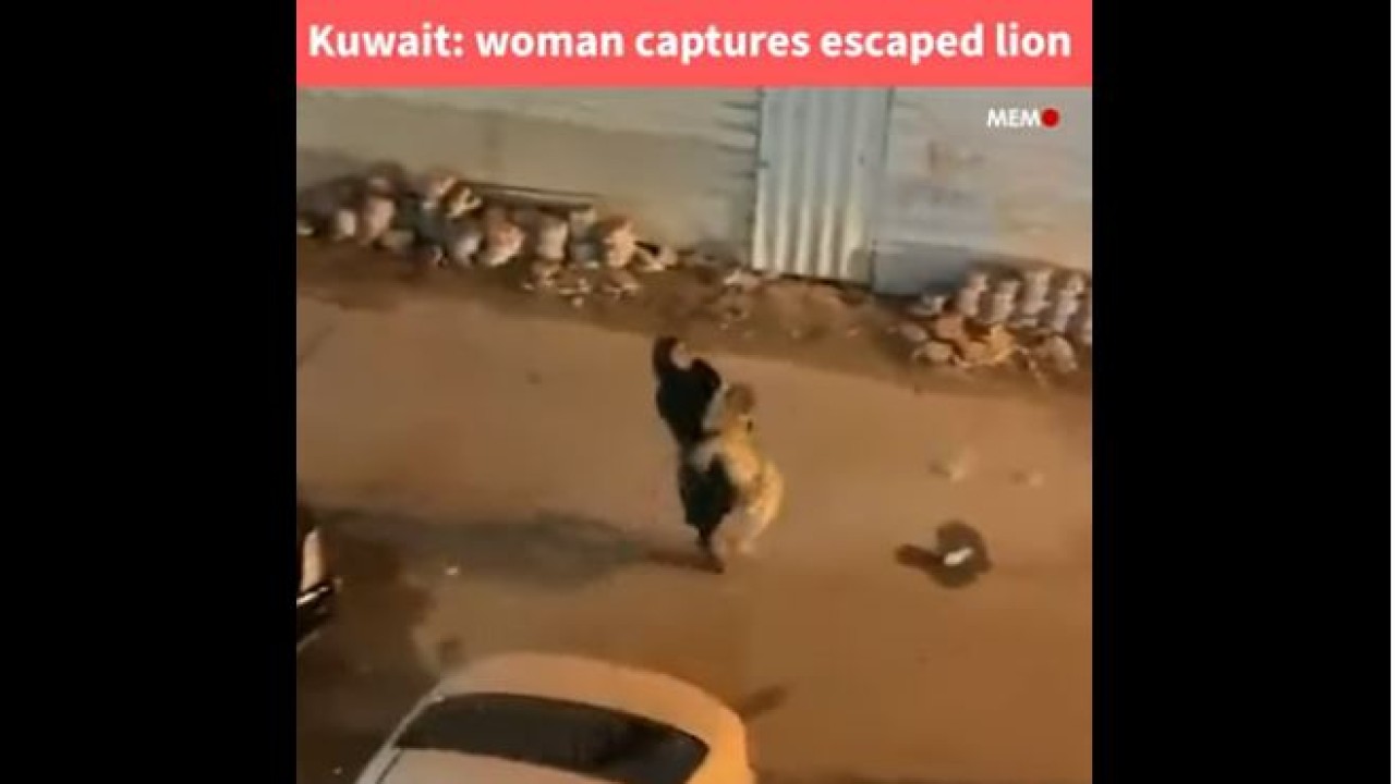 Gadis Kuwait mengendong singa yang meronta-ronta usai melarikan diri. (Tangkapan layar via UPI)