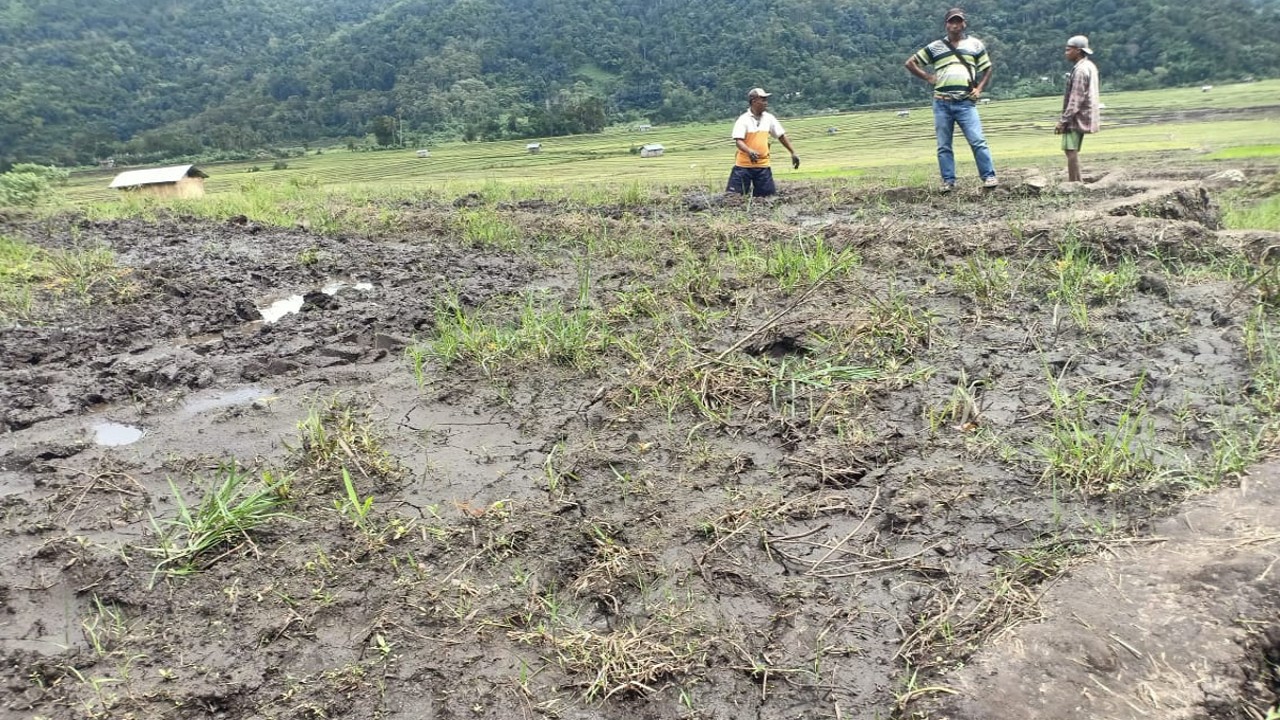 Areal Persawahan Dataran Gising, lumbung pangan terbesar di Kabupaten Manggarai Timur terancam gagal tanam akibat kurangnya pasokan air. (Foto: Gabrin Anggur)