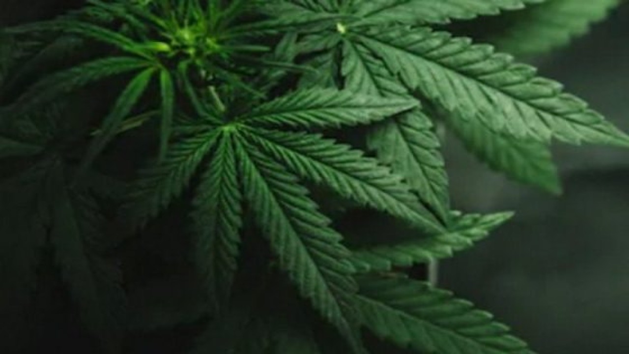 Ilustrasi ganja. (Antara)