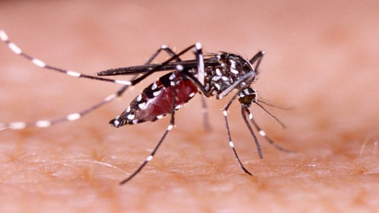 Ilustrasi gigitan nyamuk demam berdarah. Foto ( istimewa)