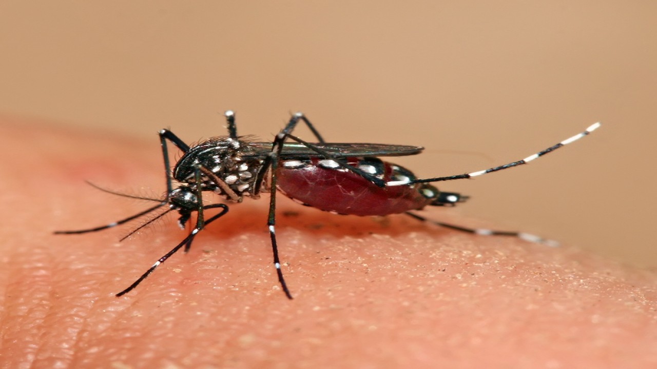 Nyamuk Aedes Aegypti penyebab demam berdarah/ist