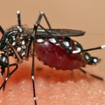 Nyamuk Aedes Aegypti penyebab demam berdarah-1645089671