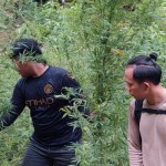 Polisi temukan ladang ganja 2 hekter di Sumut-1645242673