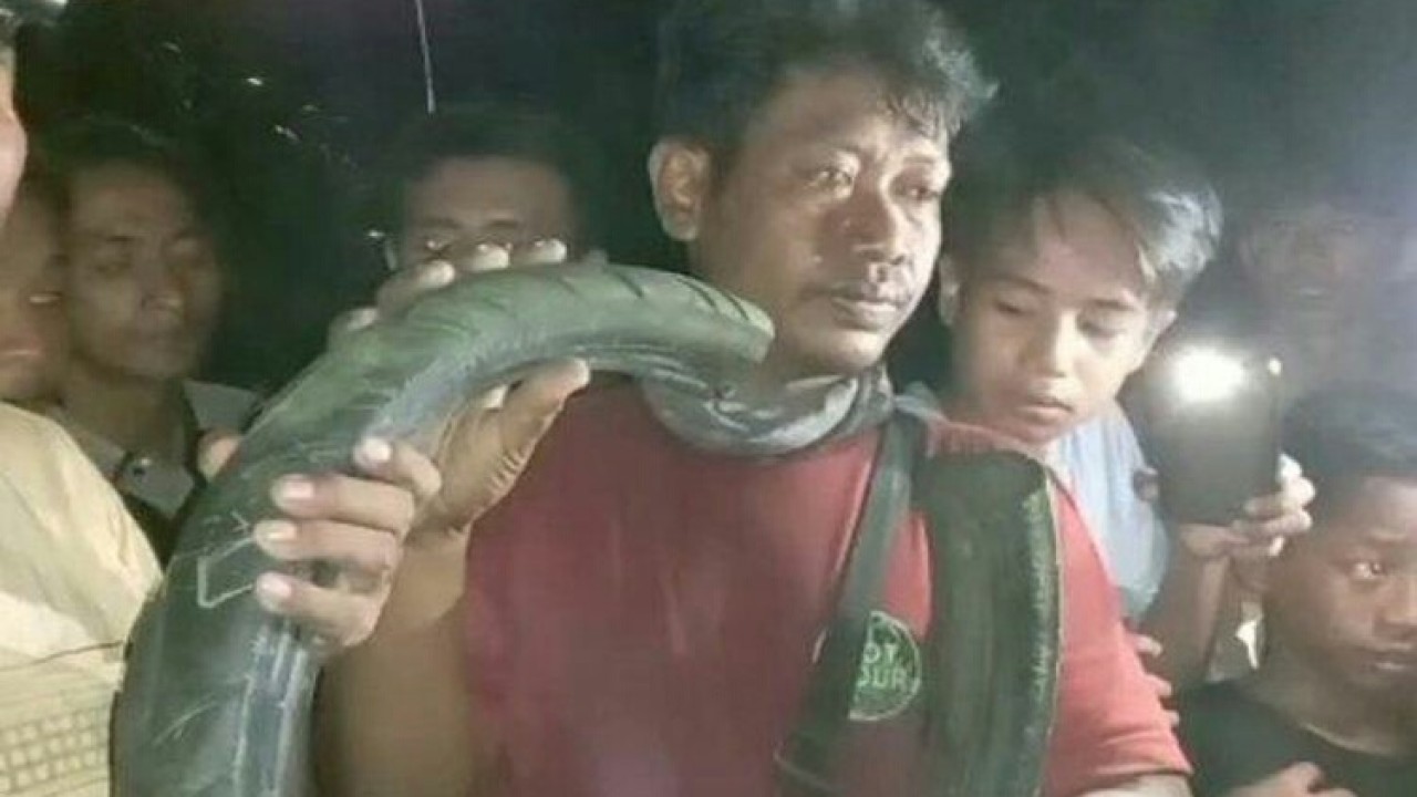 Tili sang penyelamat buaya berkalung ban. (Net)
