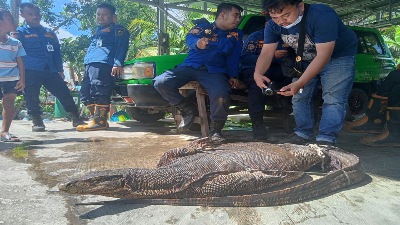 Biawak sepanjang 2 meter di Banjarmasin berhasil dievakuasi petugas/ist