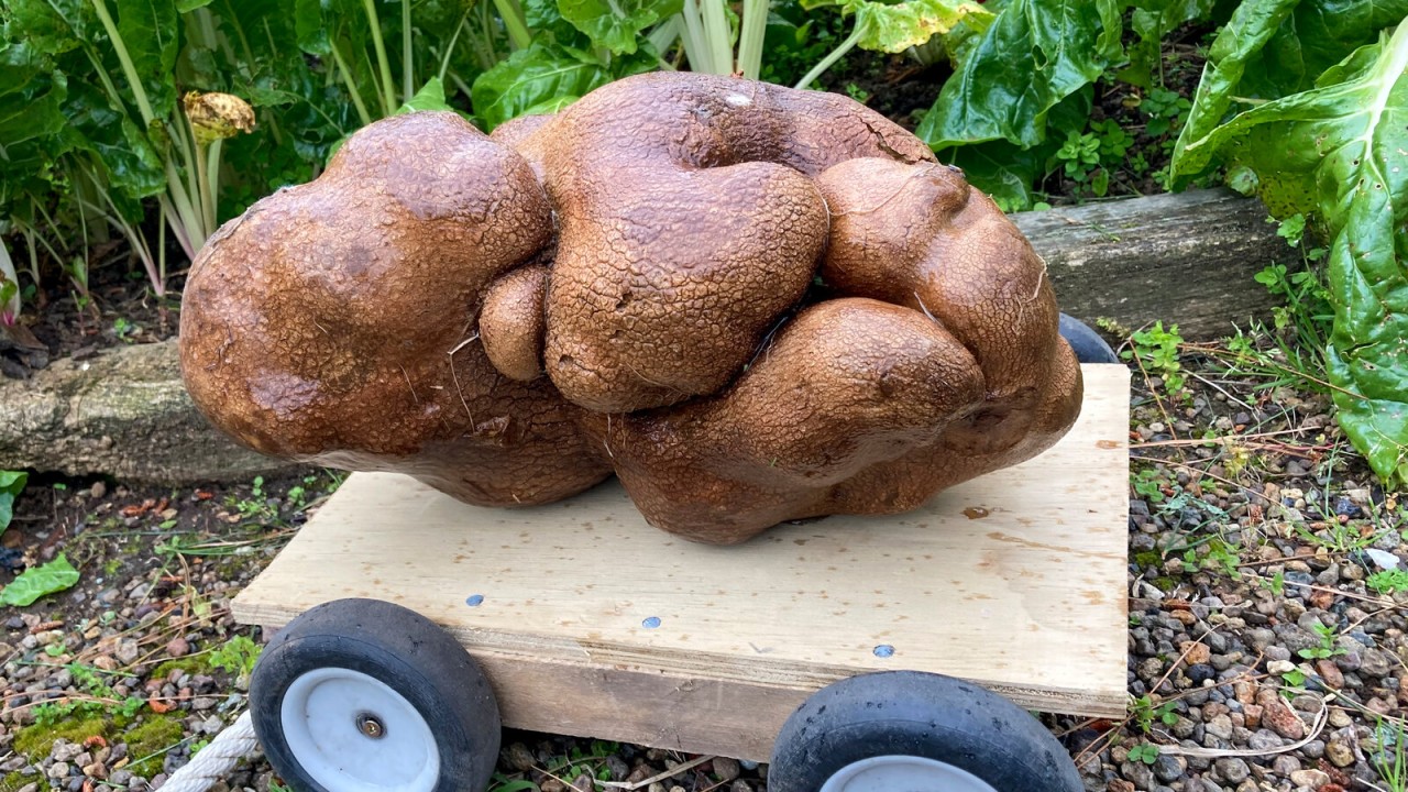 Doug 'kentang' seberat 7,8 kilogram dari Selandia Baru/ist