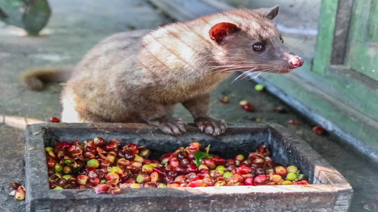 Kopi luwak produksi Indonesia masuk dalam deretan kopi termahal di dunia/ist