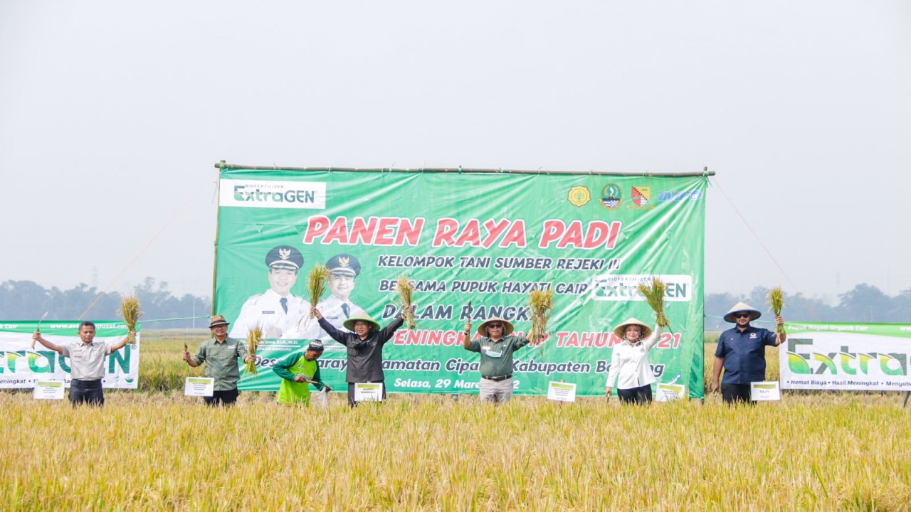 Panen raya padi di kabupaten Bandung
