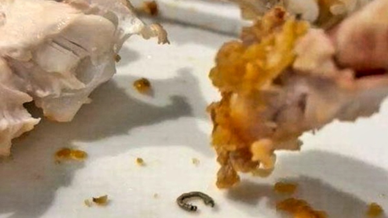 Seorang wanita menemukan ulat bulu saat makan ayam goreng/net
