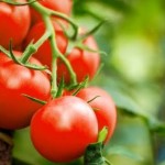 Tomat bermanfaat untuk wajah/net-1648566264