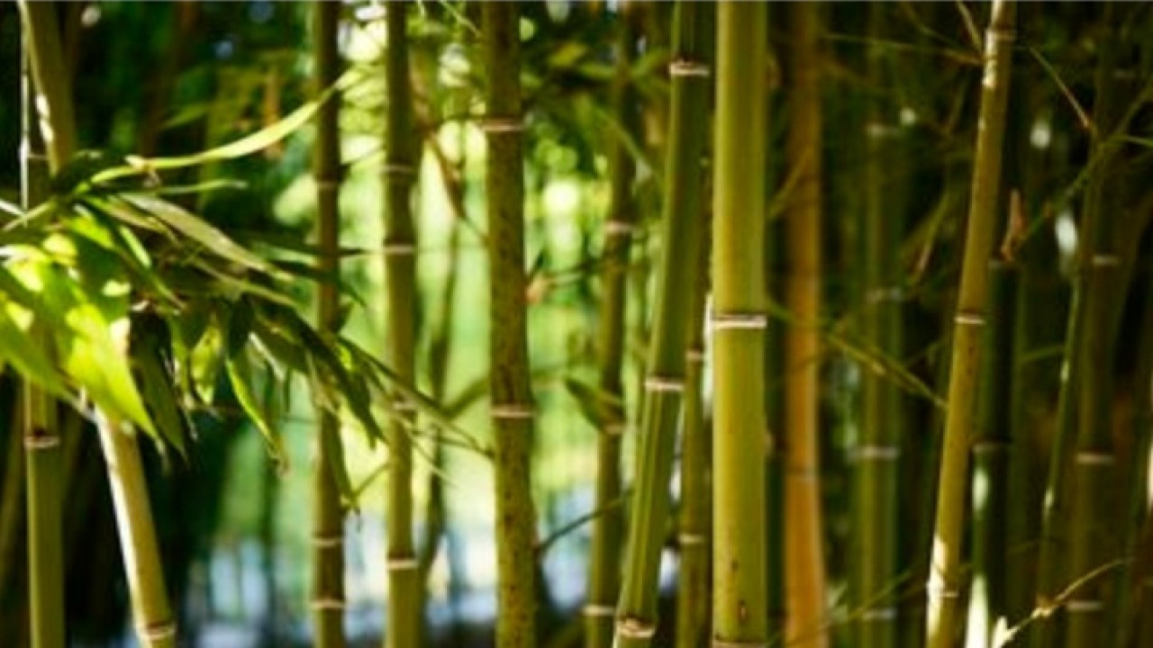 Tumbuhan Bambu. Foto (istimewa)