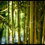 Tumbuhan Bambu-1646543289