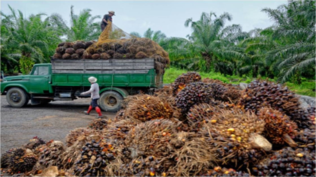 Buah kelapa sawit /ist