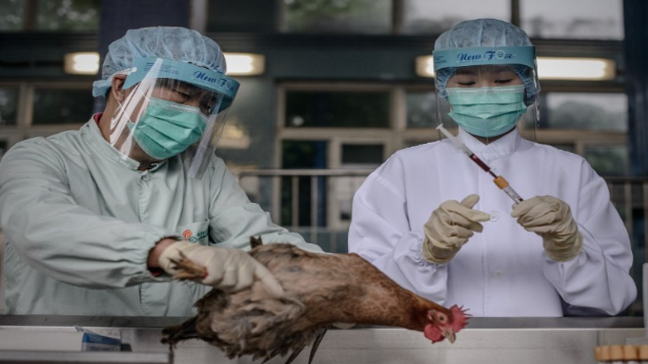 China memiliki populasi besar baik burung ternak maupun burung liar dari banyak spesies, menciptakan lingkungan yang ideal bagi virus unggas untuk bercampur dan bermutasi. (AFP)
