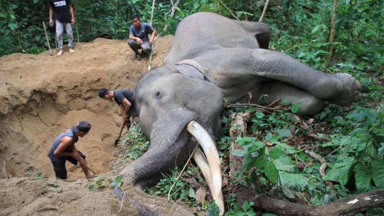 Gajah mati. (Antara)