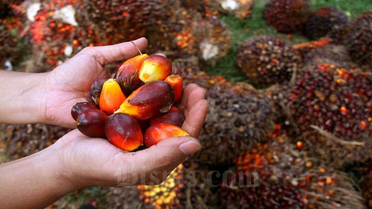 Kelapa sawit. (Bisnis.com)