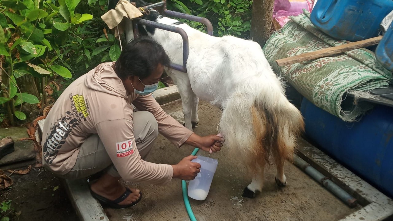 Memerah susu kambing/ist