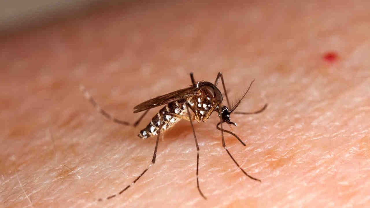 Nyamuk Aedes aegypti dan albopictus penyebar virus Zika/ist