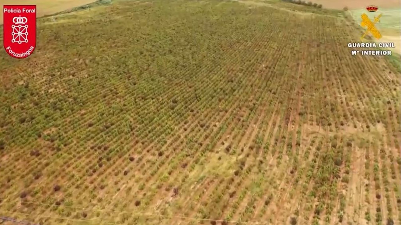 Perkebunan ganja terbesar di Eropa. (Tangkapan layar/Reuters)