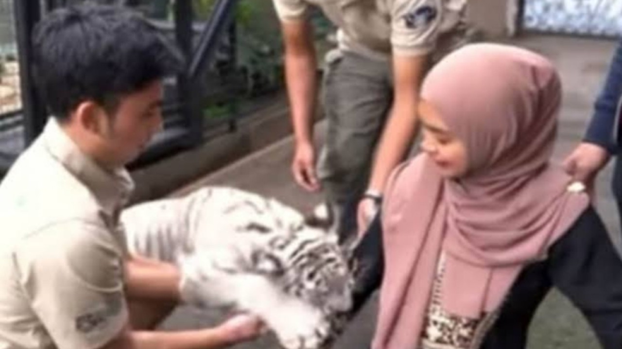 Ria Ricis sedang bertemu Selen, harimau putih Alshad Ahmad/net