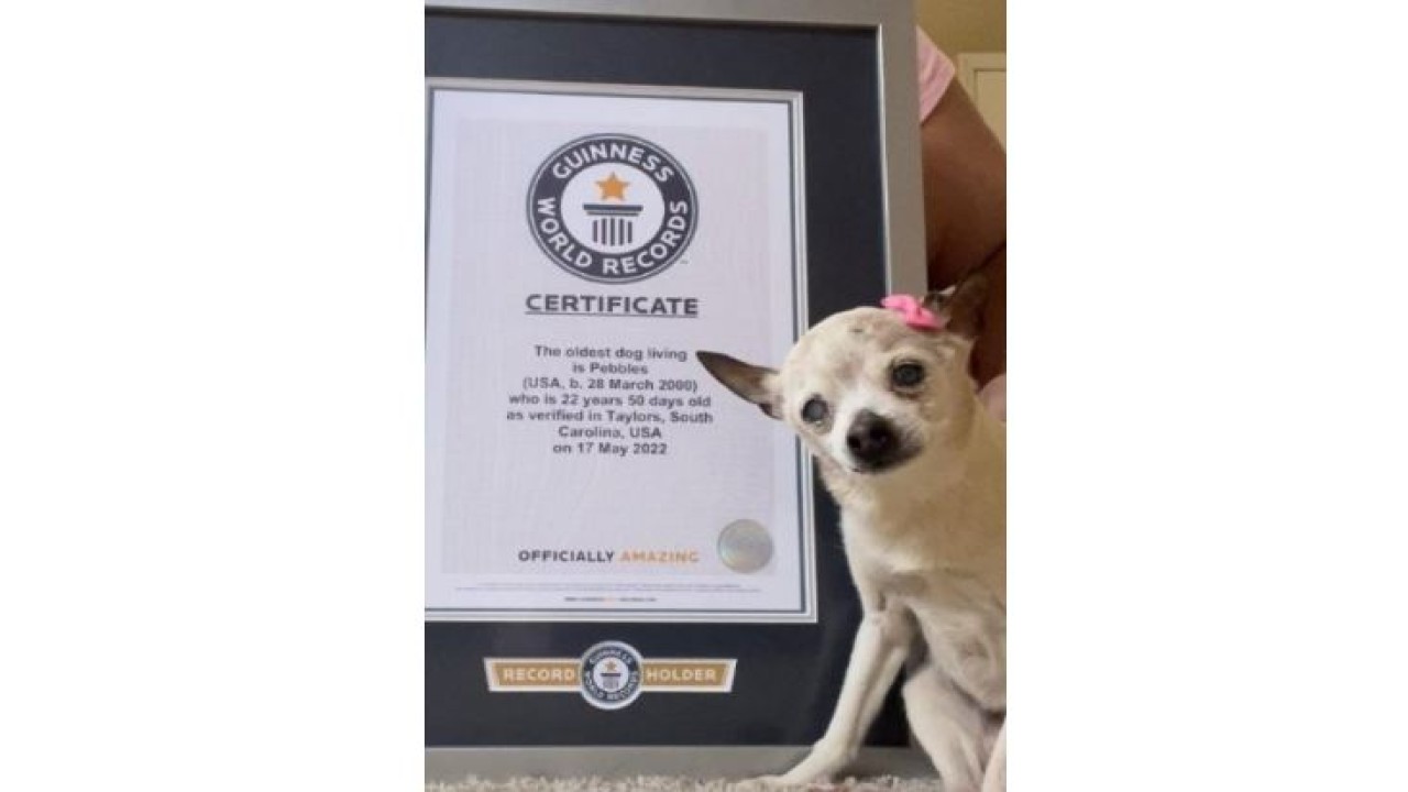 Seekor anjing milik pasangan asal South Carolina, AS< bernama Pebbles dinobatkan sebagai anjing tertua yang hidup oleh Guinness World Records setelah dia dipastikan lebih tua dari pemegang rekor sebelumnya. (Guinness World Records/UPI)