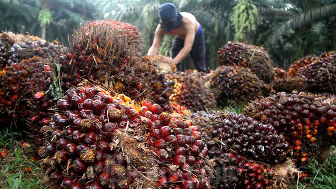 Buah kelapa sawit/ist