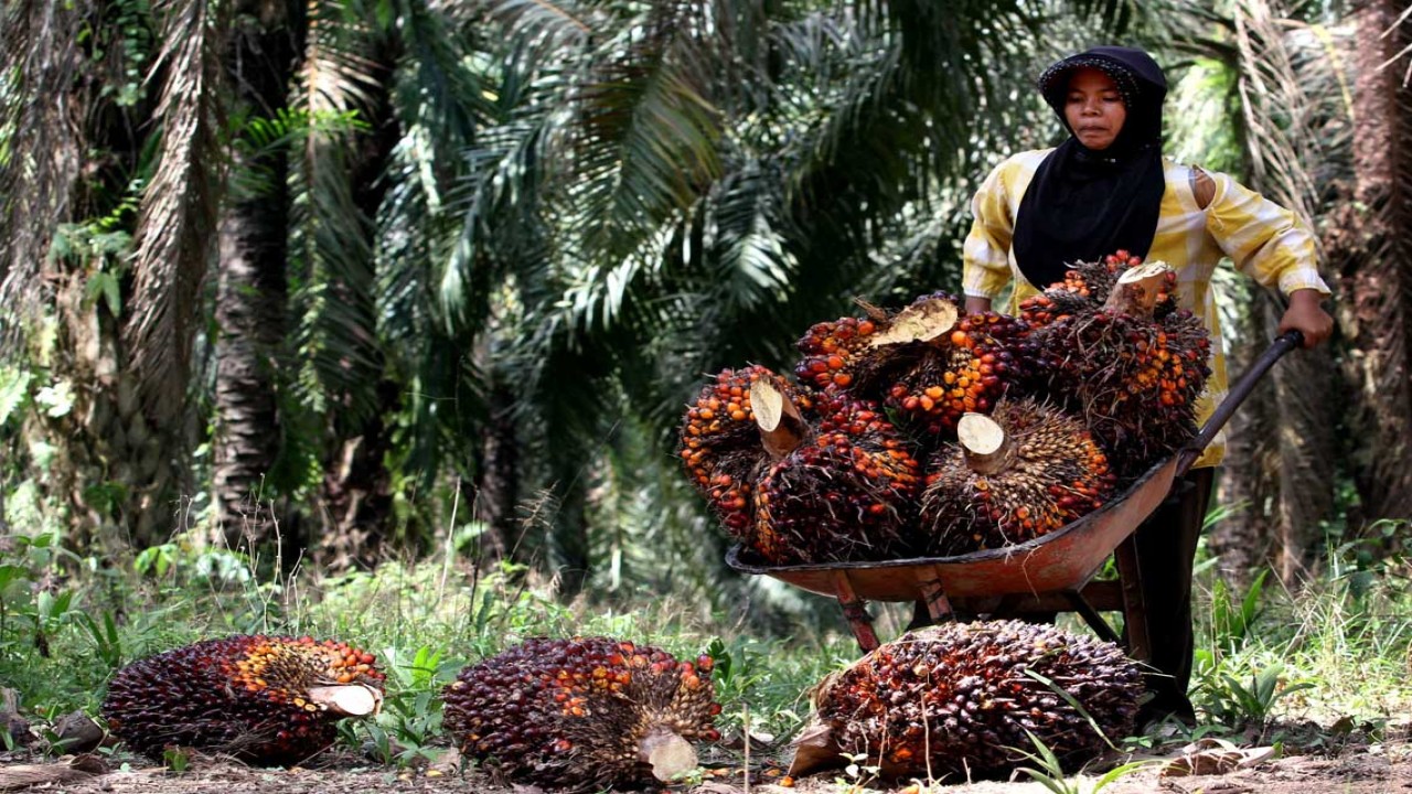 Panen buah kelapa sawit/ist