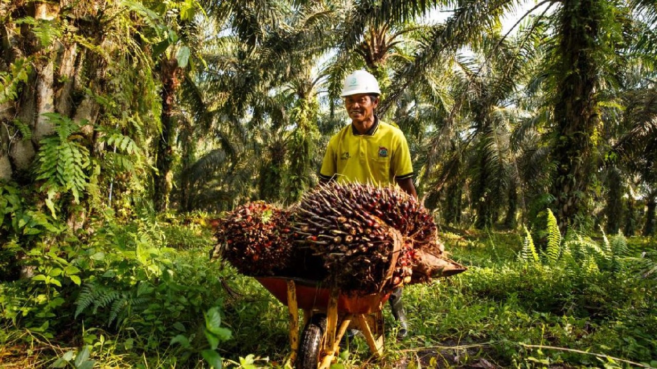 Petani kelapa sawit/ist