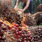 Petani sedang memanen kelapa sawit-1653214500