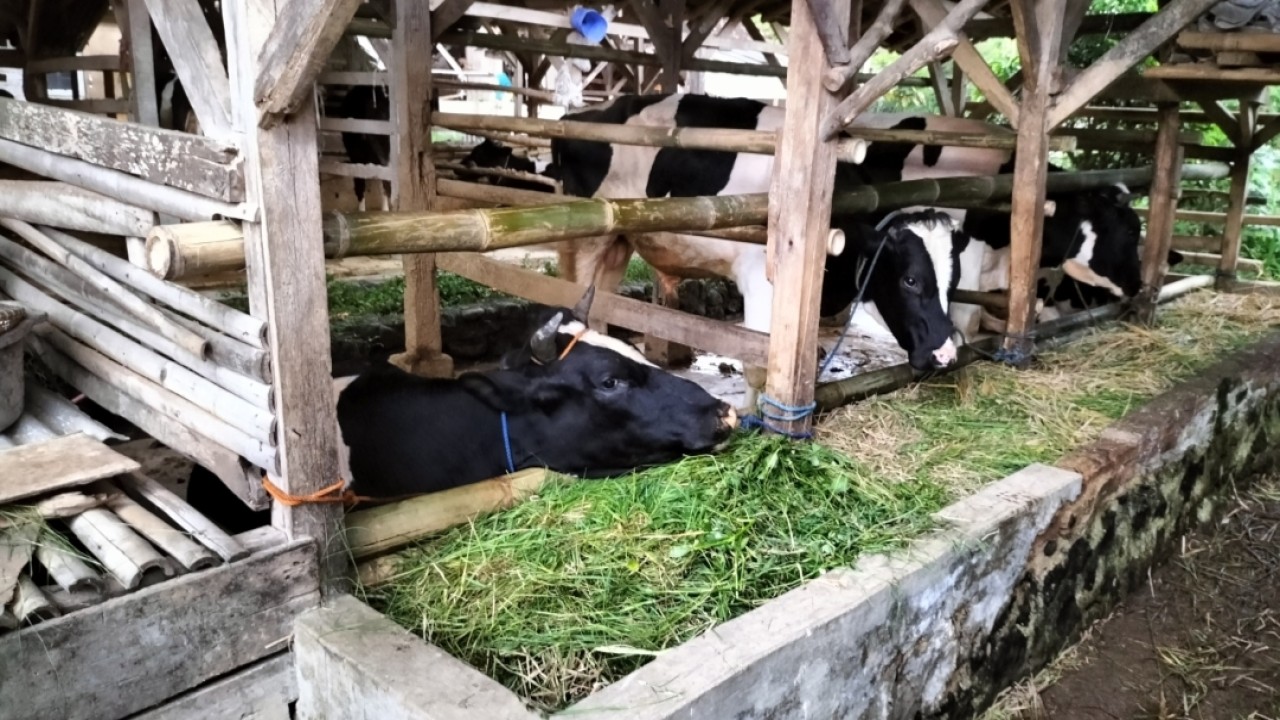 Peternakan sapi di Pasir Jambu kabupaten Bandung. Foto : Saifal Ode
