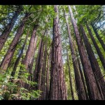 Pohon redwood pantai-1653461969
