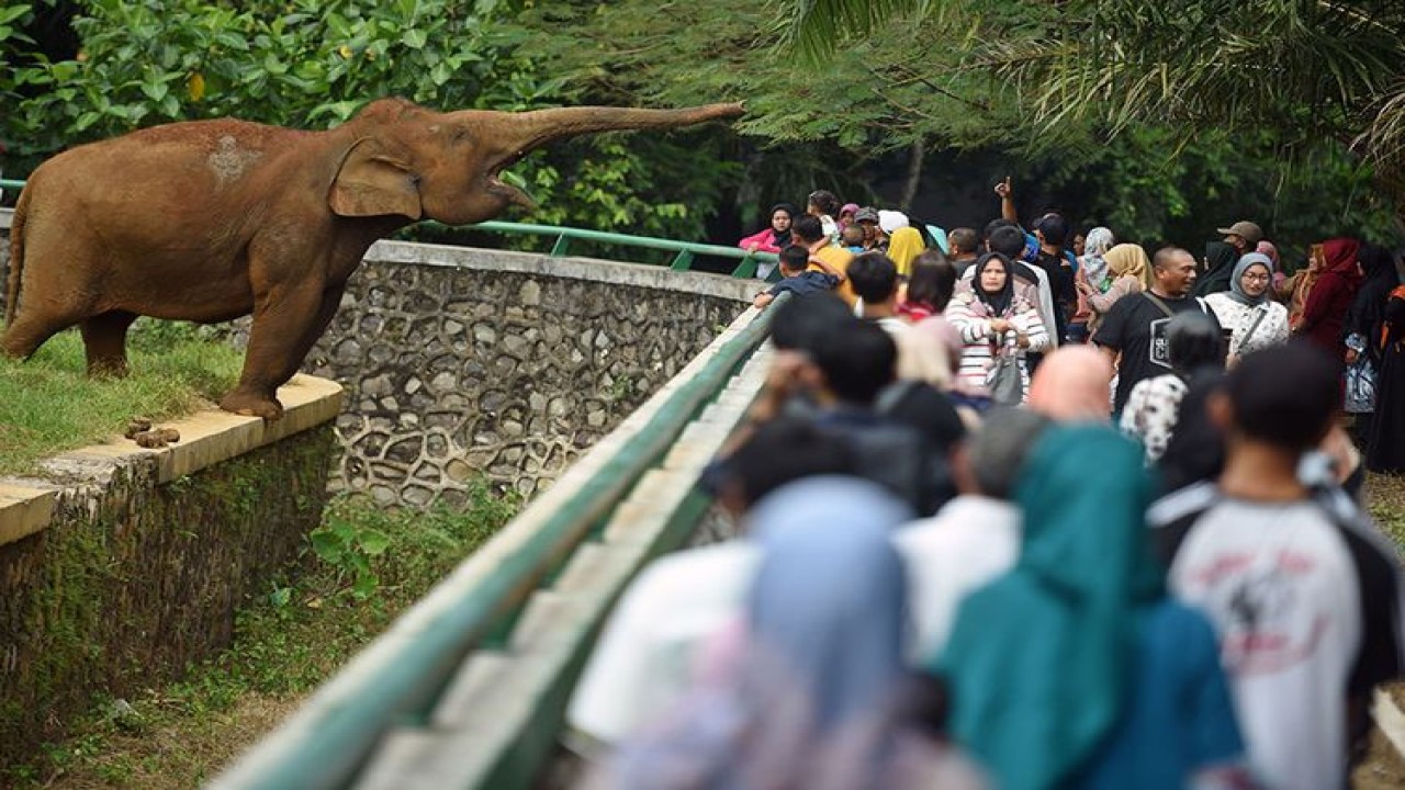 Ragunan. (Antara)