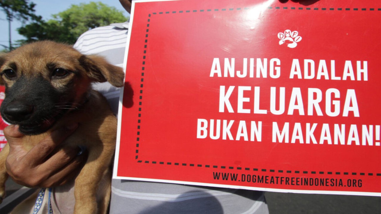 Aksi protes terhadap praktik perdagangan anjing sebagai hewan pangan/ist