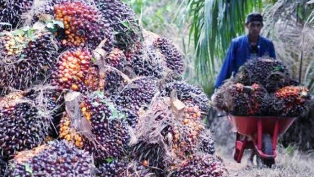 Pengusaha dan Petani sawit di Aceh Timur terkena imbas dari harga CPO di Sumut turun lagi/net