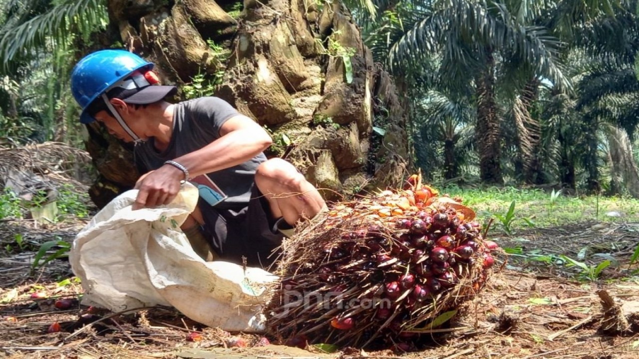 Ilustrasi petani kelapa sawit/ist