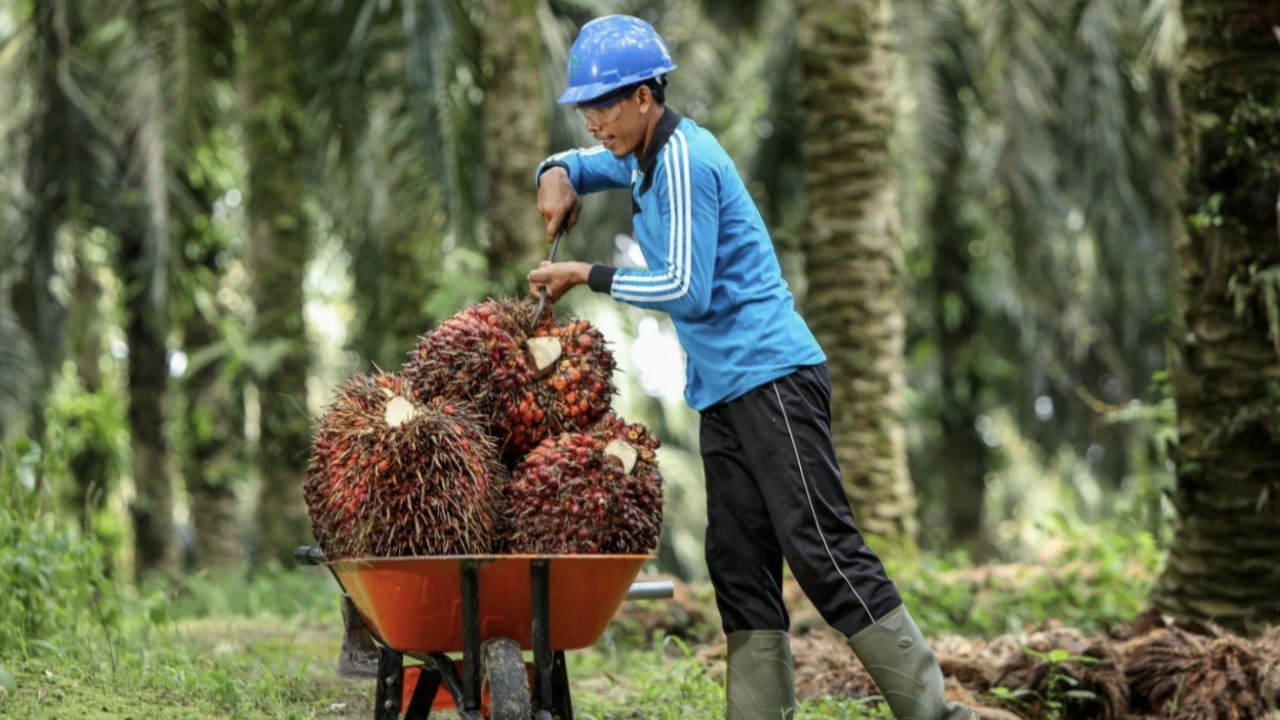 Kebun sawit/ Foto: Ist